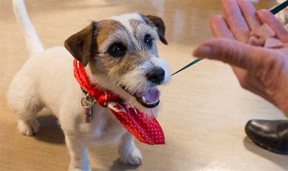 besokshund-rode-kors