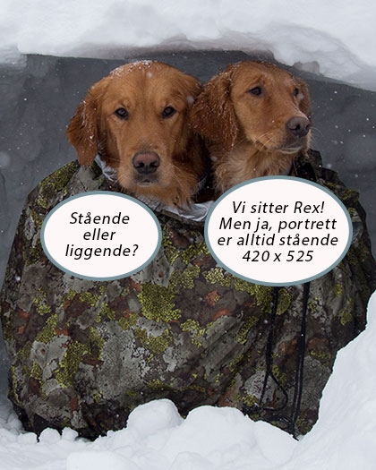 Hunder med snakkebobler