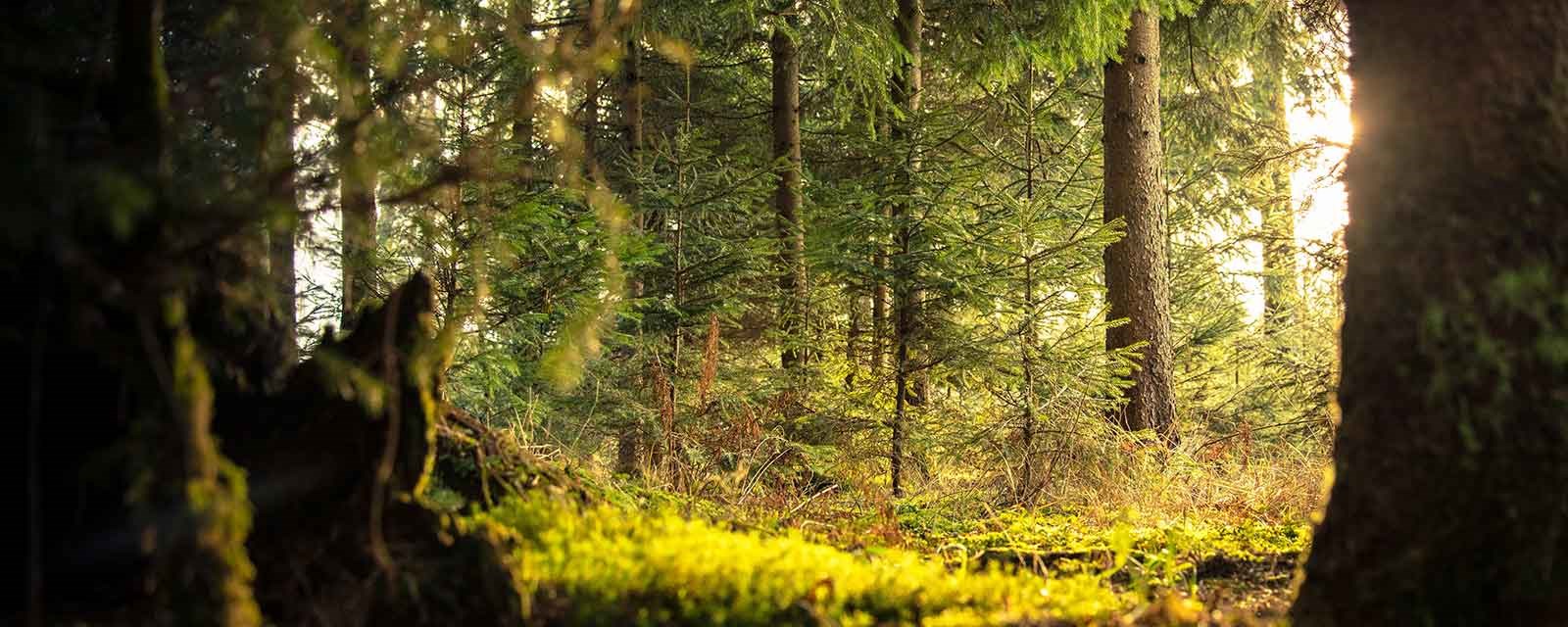 Vakkert og mystisk skogsbilde med lav sol
