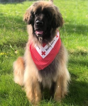 Besøksvenn med hund (2)