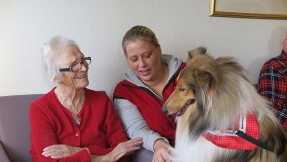 BVH Besøkstjeneste med hund_collie