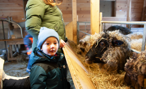 gutt står i et fjøs og ser på sauer