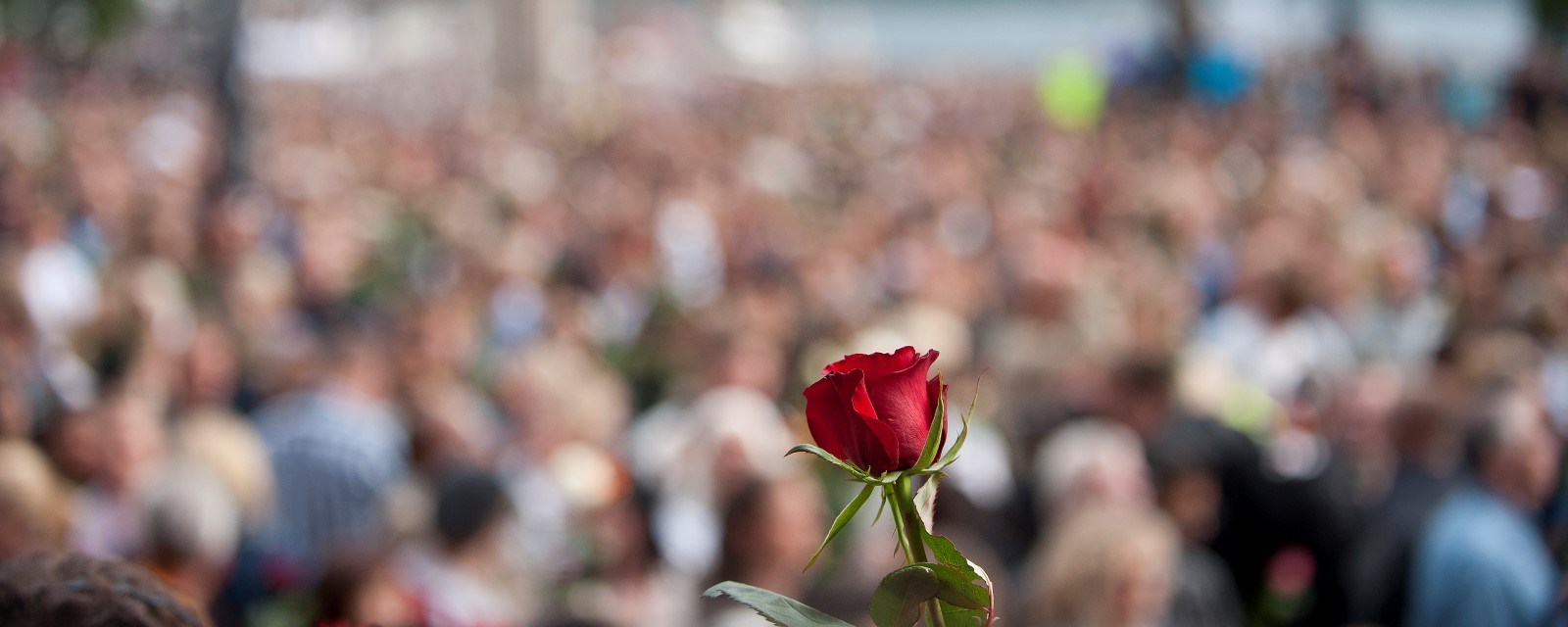 En rose holdes høyt opp over et folkehav