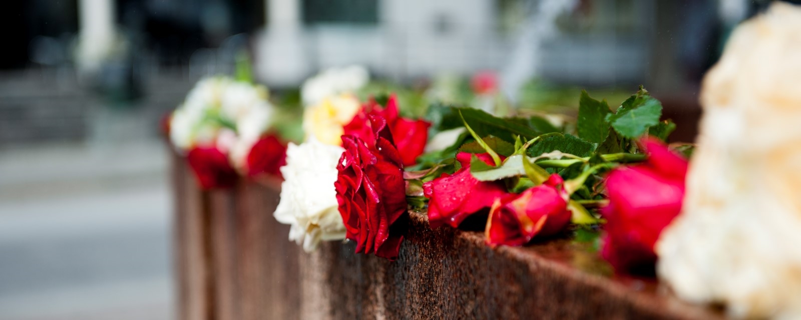 Røde og hvite roser ligger på en mur i regnet. Røde Kors minnegaver