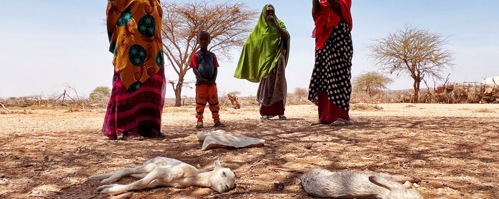 Tre kvinner og et barn står foran tre døde geiter