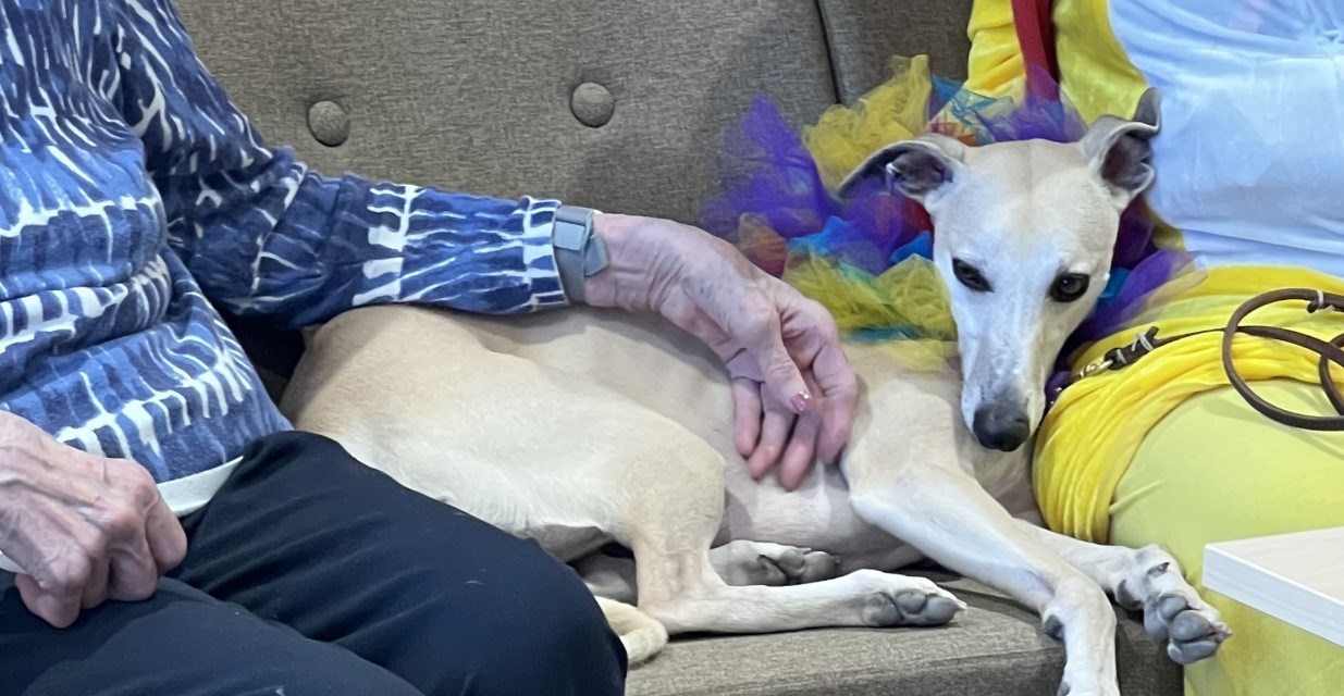 Besøksvert med hund