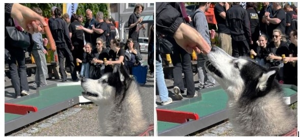 Husky som spiser pølser