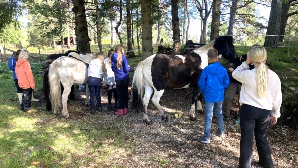 Aktivitet med hester