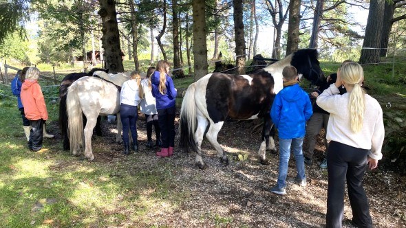 Aktivitet med hester