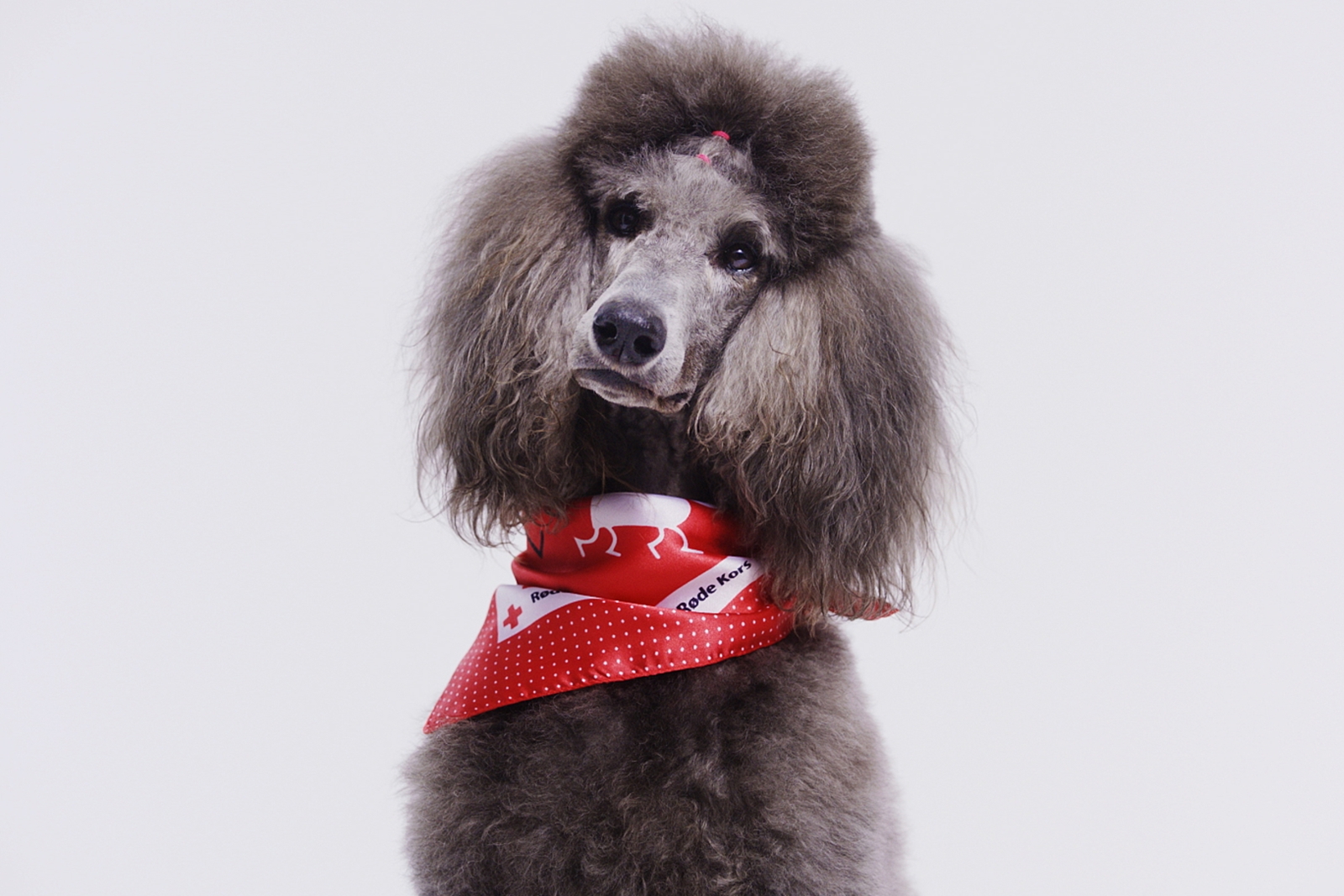 Lilly, poster girl og besøkshund i Røde Kors (