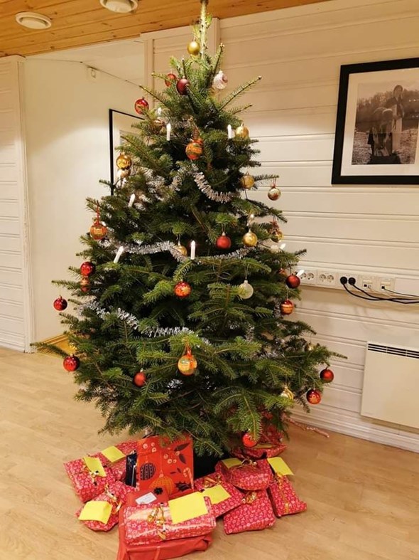 Et av juletrærne som er plassert rundt om i Nordhordland. Her på rådhuset på Manger. 