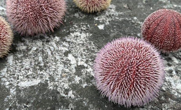 Kråkeboller på Ferie for alle på Kjerringøy