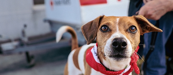 Hund med Røde Kors skjerf på.