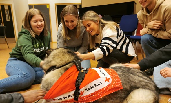 Bildet viser en stor hund med Røde Kors-skjerf som får kos av flere studenter.