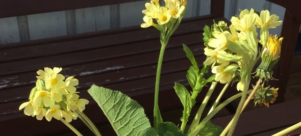 Bildet viser gule markblomster i en vase på et bord. 