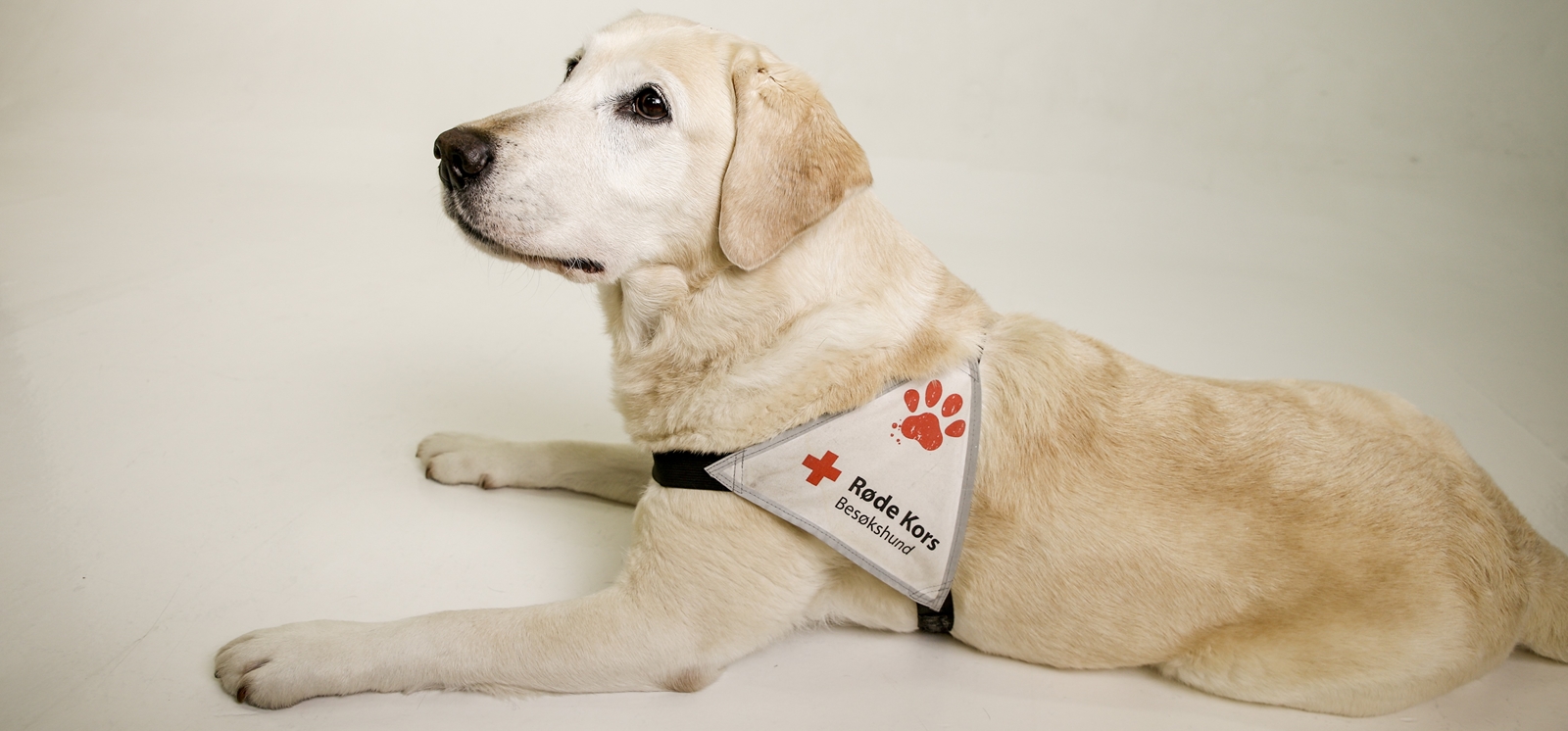 besøksvenn med hund bilde_redigert