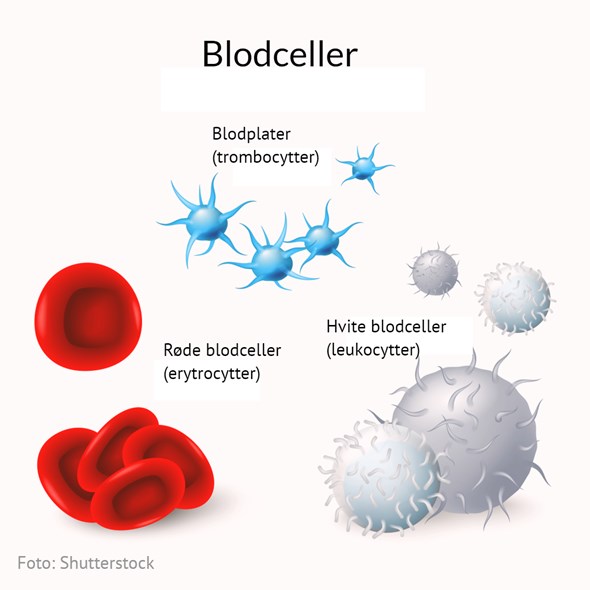 Blodceller uten logo