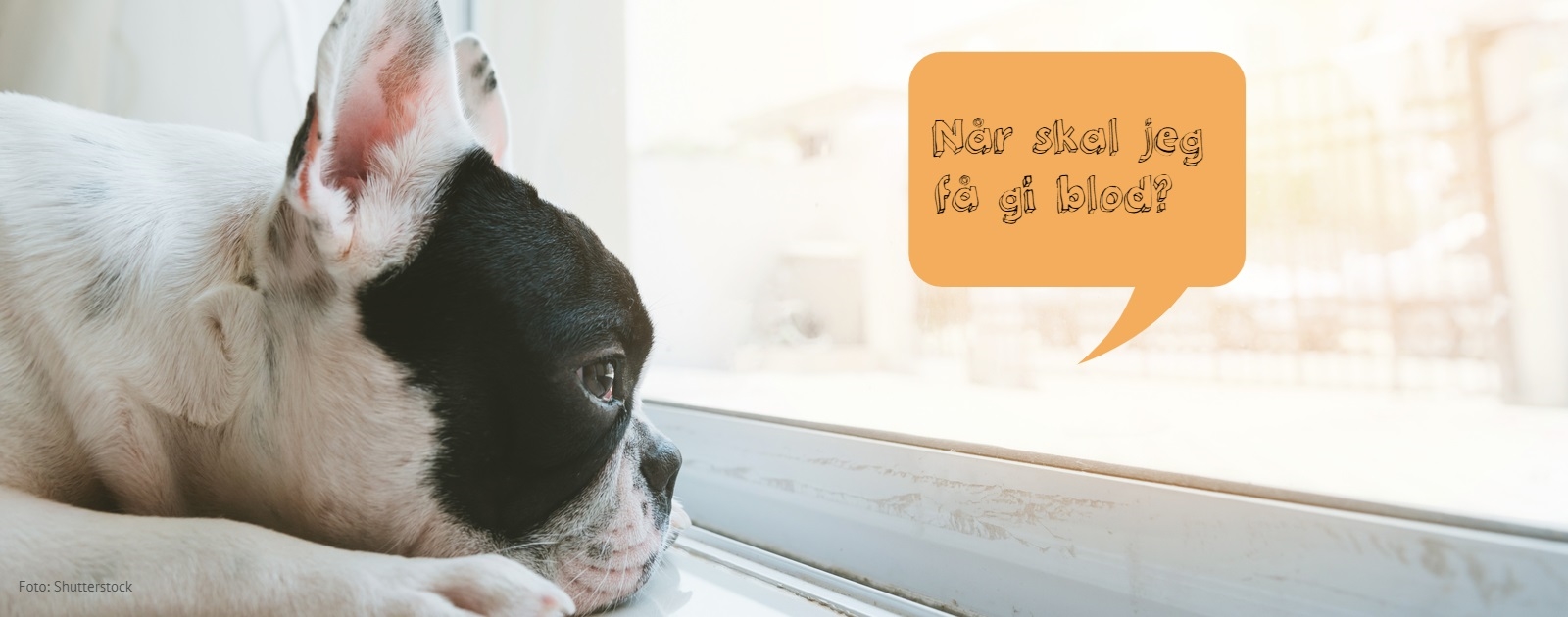 En fransk bulldog ser lengtende ut av vinduet