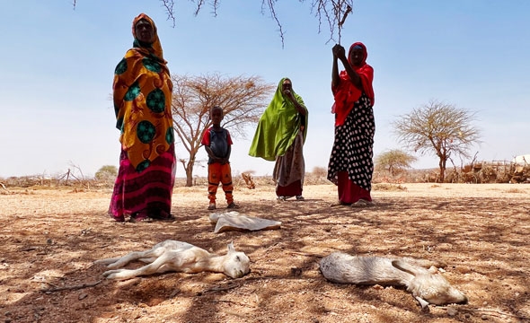 Tre kvinner og et lite barn står på en tørr flekk i stekende sol og ser ned på tre døde sauer.