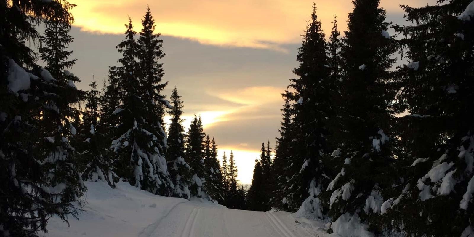 Graskog og skiløype, snå solnedgang