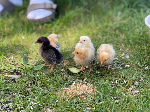 Fem nye familiemedlemmer