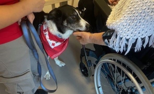 Charlie er en velkommen gjest på Dølie