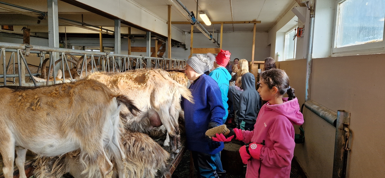 Mennesker i et fjøs med geiter. 