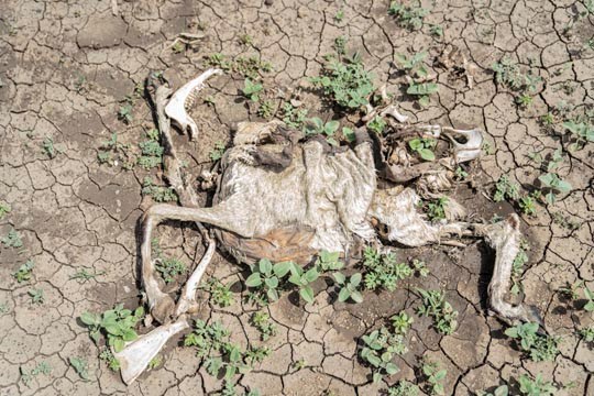 Bildet viser et oppløst dyrekadaver på sprukken jord, ørken tørke