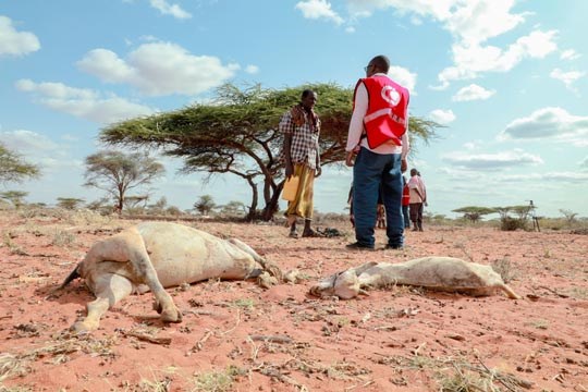En mann far Røde Halvmåne snakker med en mann, rundt omkring ligger døde dyrekadavere, tørke, somalia